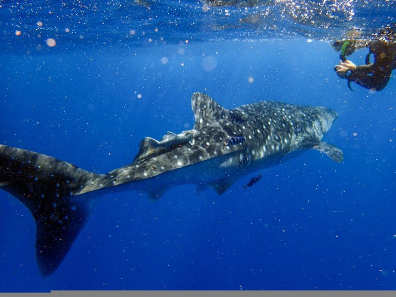 Temple Point Resort 6