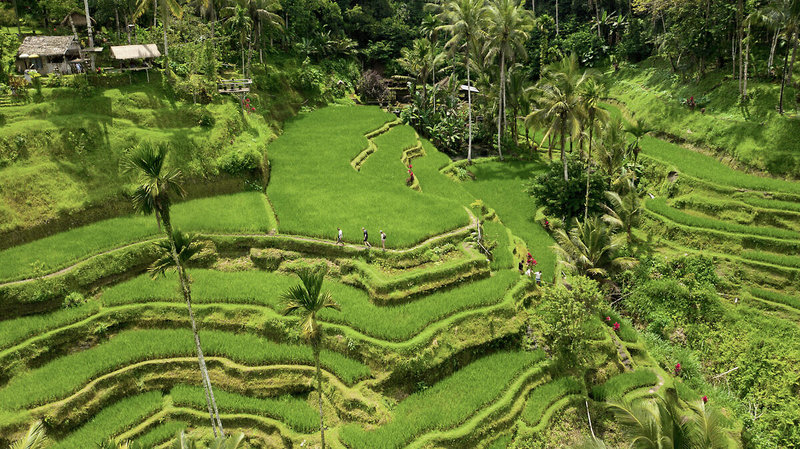 Alila Ubud 30