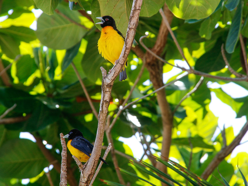 African Sun Sea Beach Resort & Spa 5