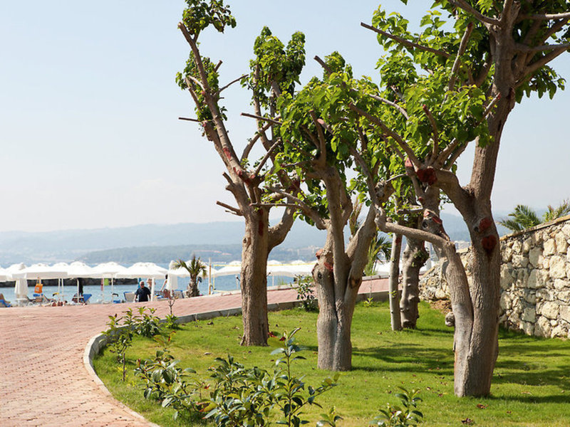 Gold Island 25