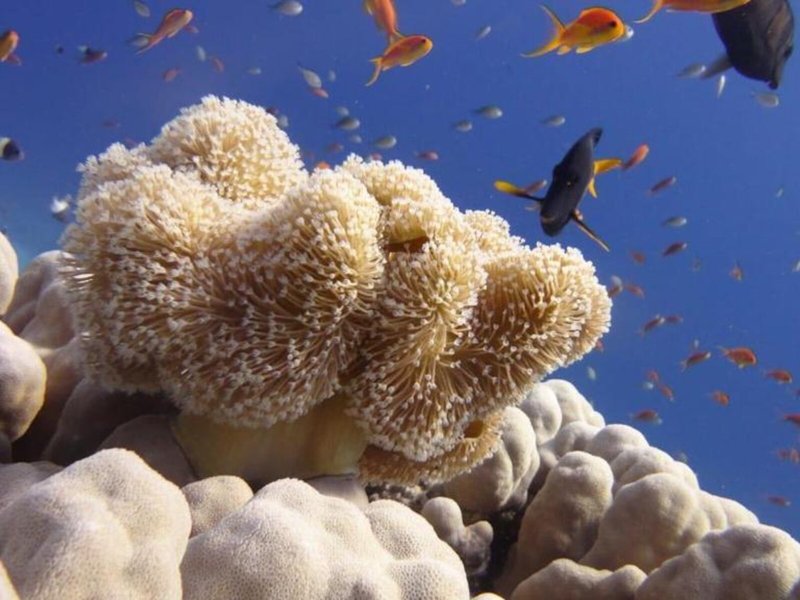 Xperience Sea Breeze Resort 5