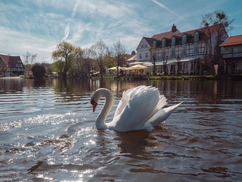 Zu den Rothen Forellen 4