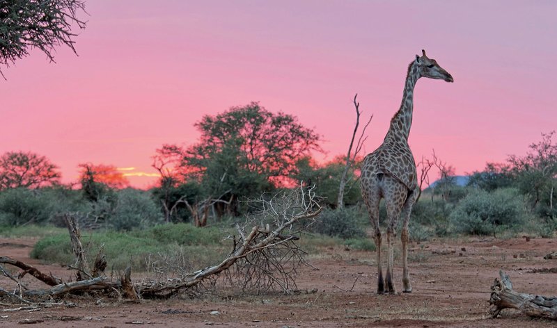 Tuningi Safari Lodge 18