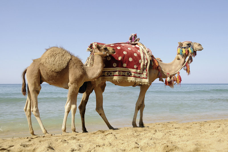 Seabel Aladin Djerba 24