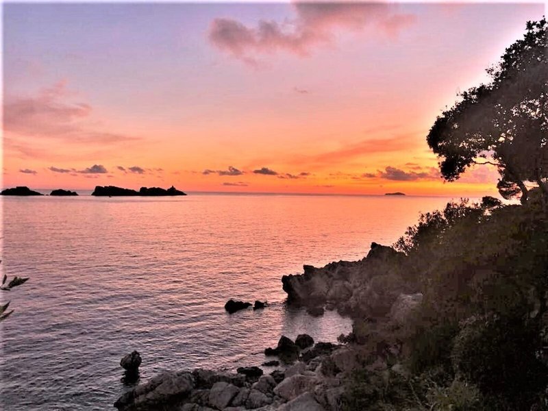 Importanne Royal Palm 6