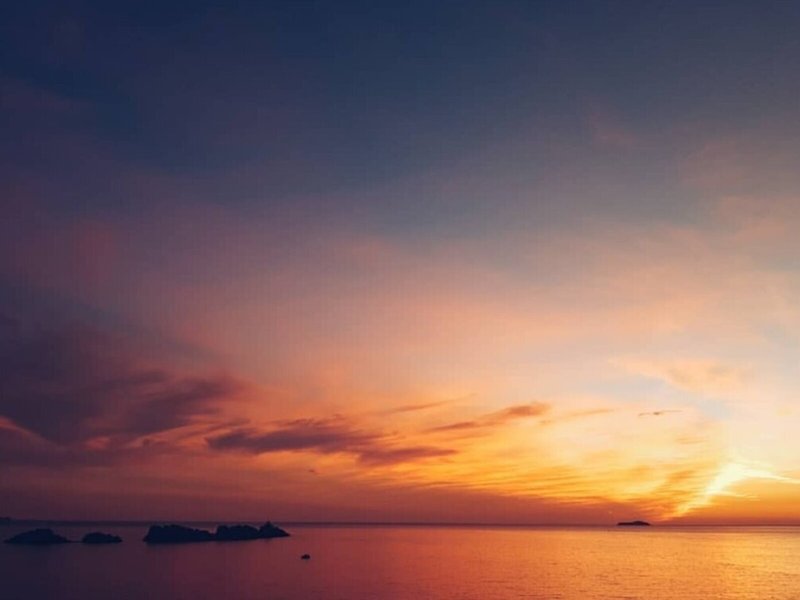 Importanne Royal Palm 8