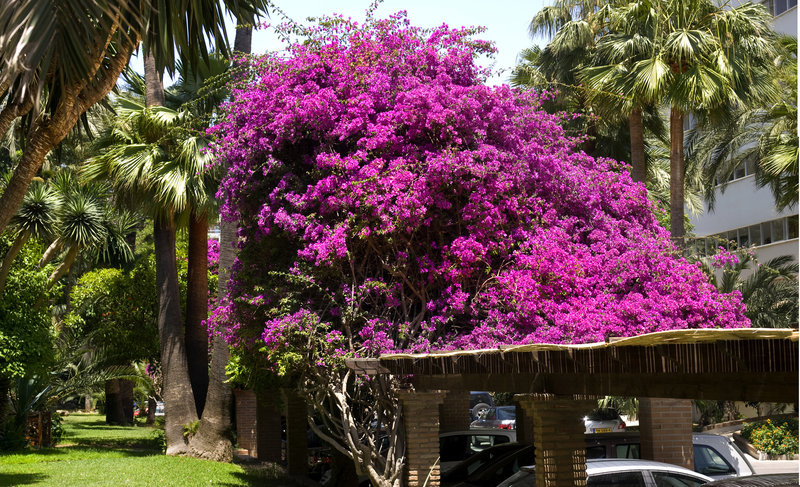 Hotel Apartamentos Bajondillo 5