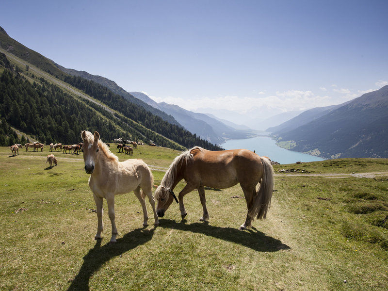 Alpin ART & SPA Hotel Naudererhof  9