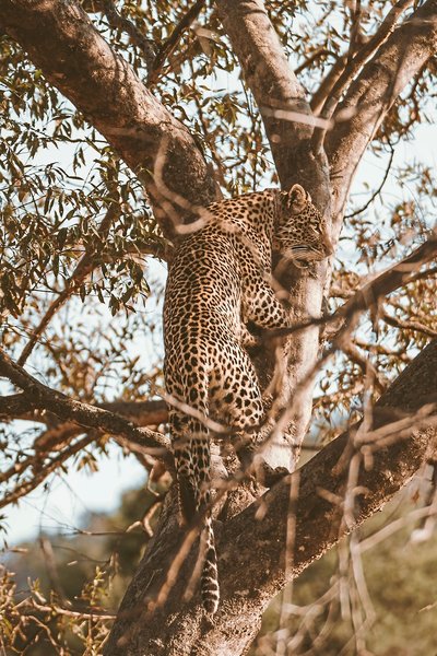 Nkomazi Game Reserve 22