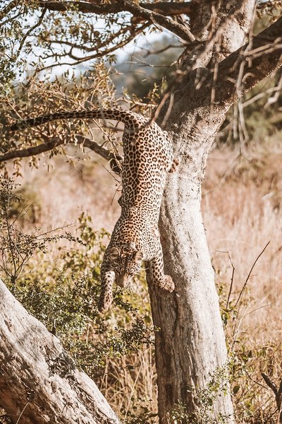 Nkomazi Game Reserve 23