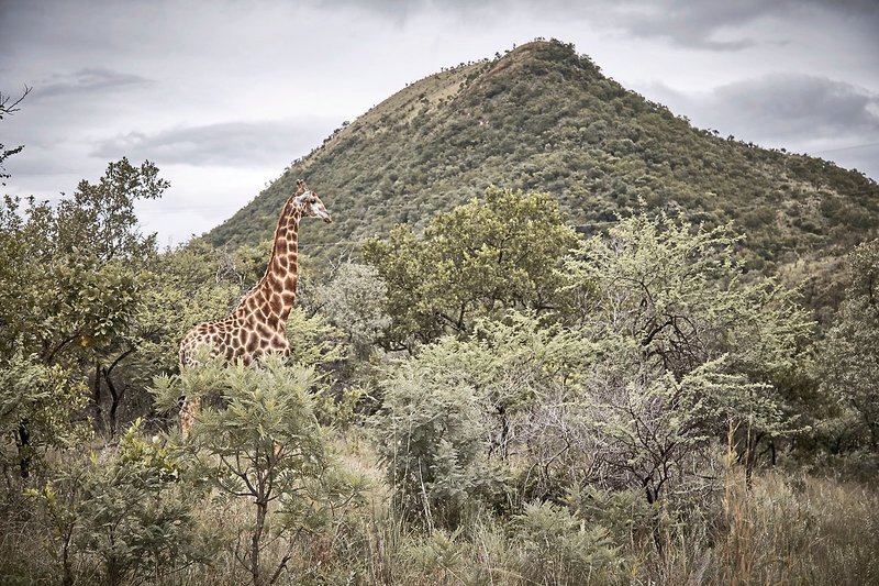 Nkomazi Game Reserve 26