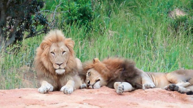 Nkomazi Game Reserve 35