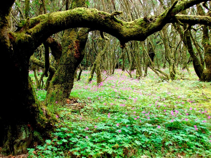 Jardin Tecina 8