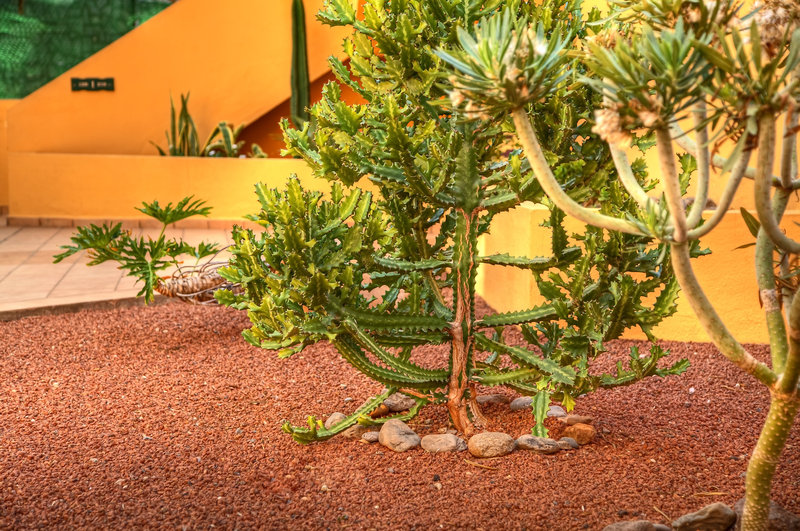 Complejo Las Tres Palmeras 4