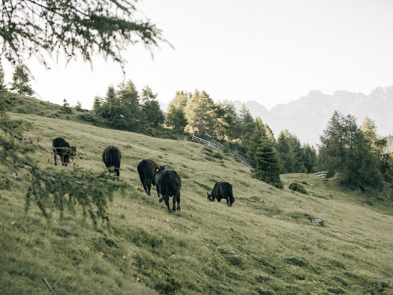 Hotel Leitlhof Dolomiten 14