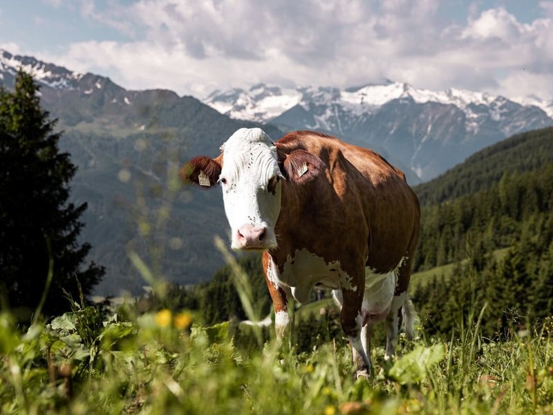 Das Wildkogel - Wildkogel Resort 10