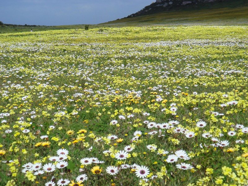 Bushman´s Kloof Reserve 4