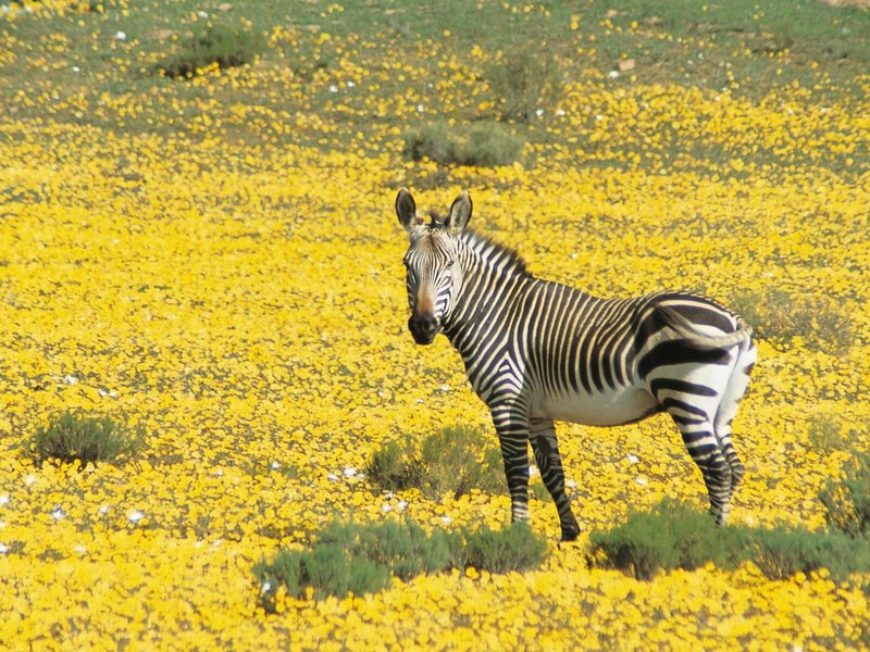 Bushman´s Kloof Reserve 13