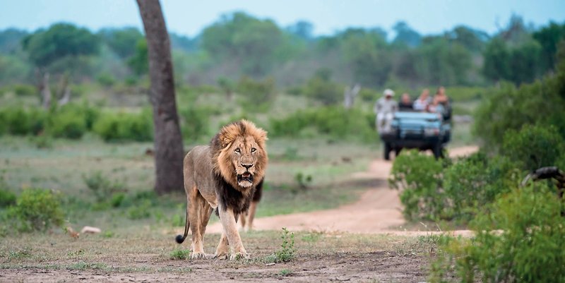 Sabi Sabi Private Game Reserve 25
