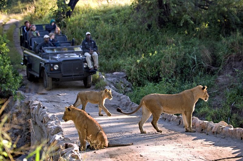 Lion Sands Game Reserve 18