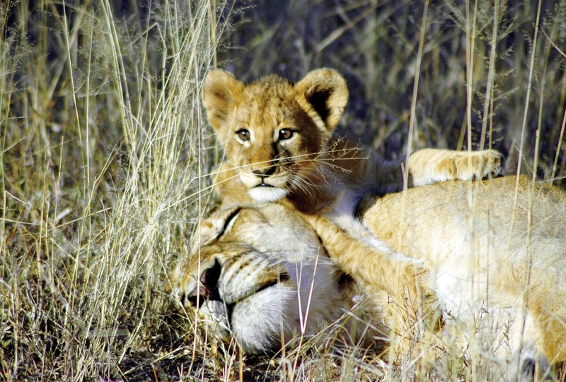 Lion Sands Game Reserve 50