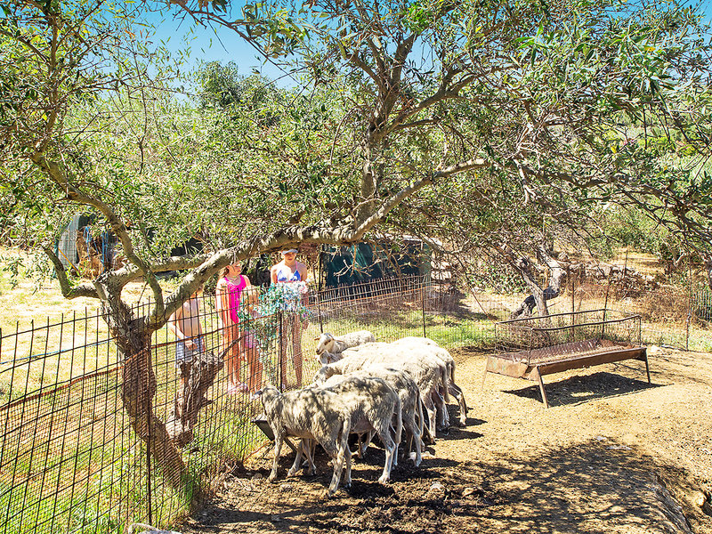 Langley Resort Almirida Bay 15