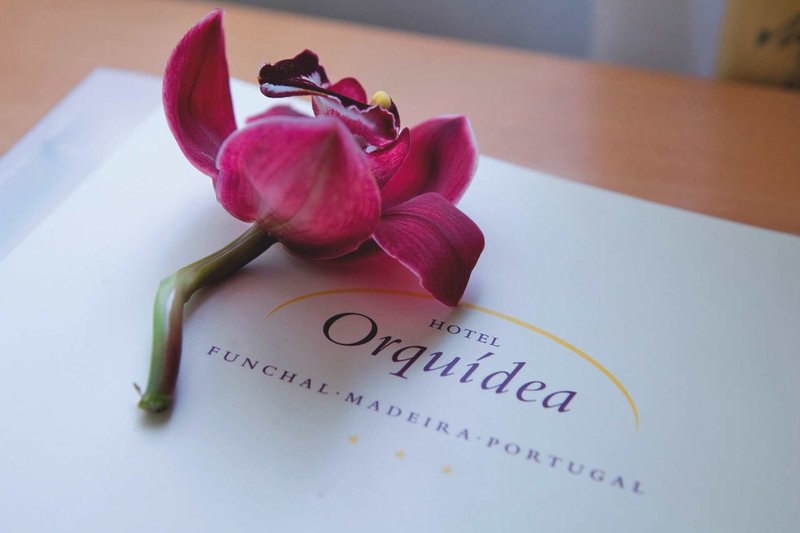 Orquidea 4