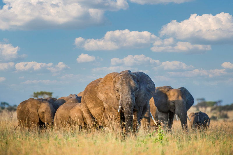 Singita Faru Faru Lodge 12