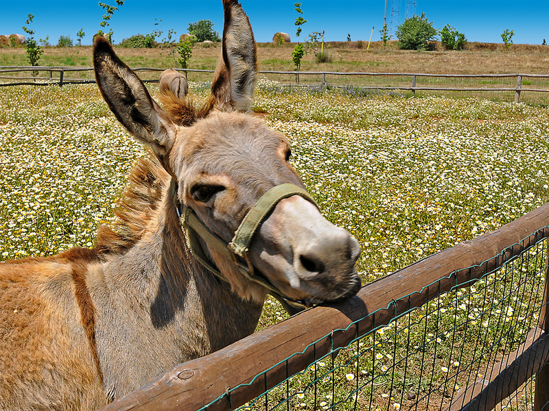 Popilia Country Resort 5