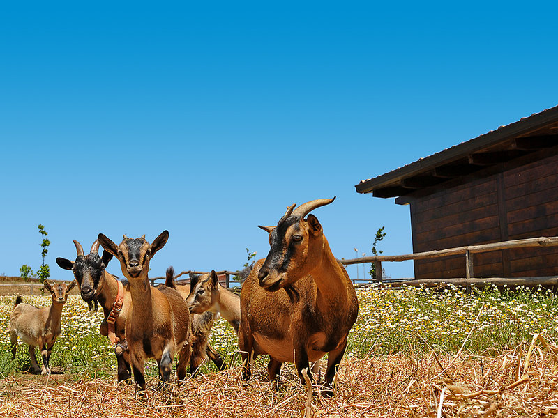 Popilia Country Resort 6