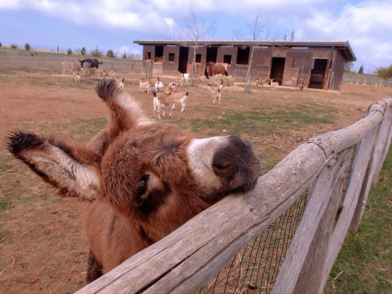 Popilia Country Resort 6