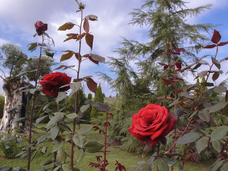 Popilia Country Resort 9