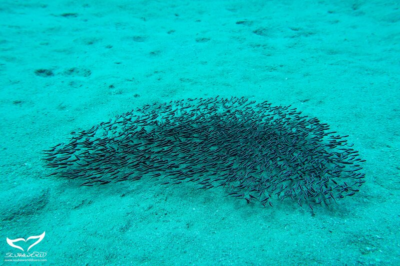 Mövenpick Resort & Spa Soma Bay 147