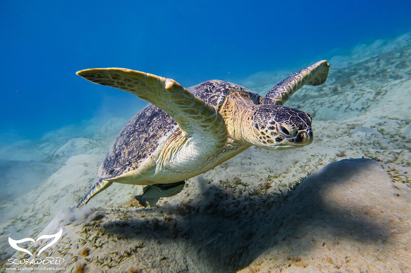 Mövenpick Resort & Spa Soma Bay 148