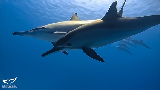 Mövenpick Resort & Spa Soma Bay 150