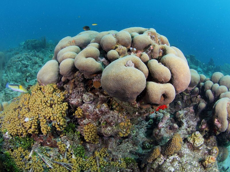 Scuba Lodge Oceanfront Boutique Hotel Curaçao 32