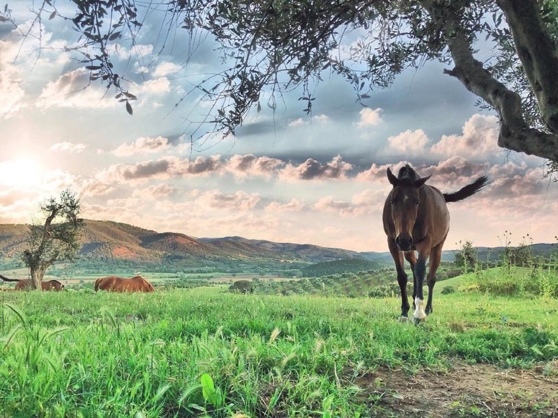 Montebelli Agriturismo & Country Hotel 13