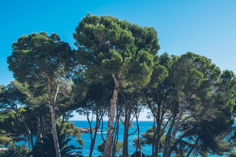 Iberostar Waves Pinos Park 43