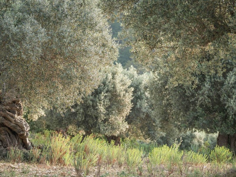 Finca Monnàber Vell 4