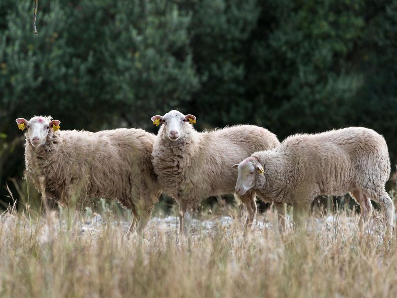 Finca Monnàber Vell 5