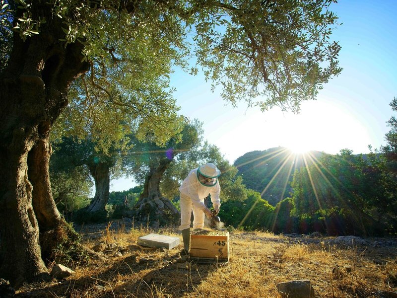 Finca Monnàber Vell 6