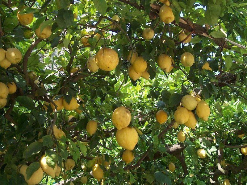 Albergo Residence Pucara 8