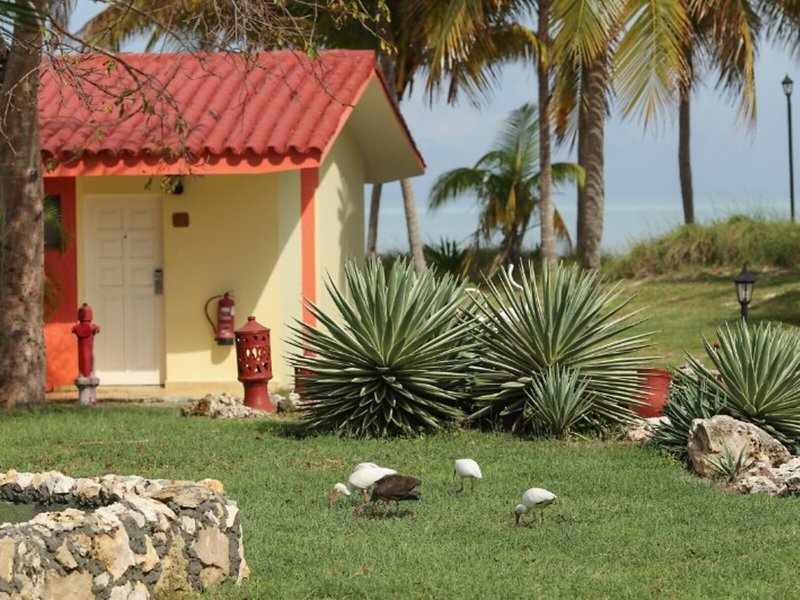 Starfish Cayo Guillermo 8