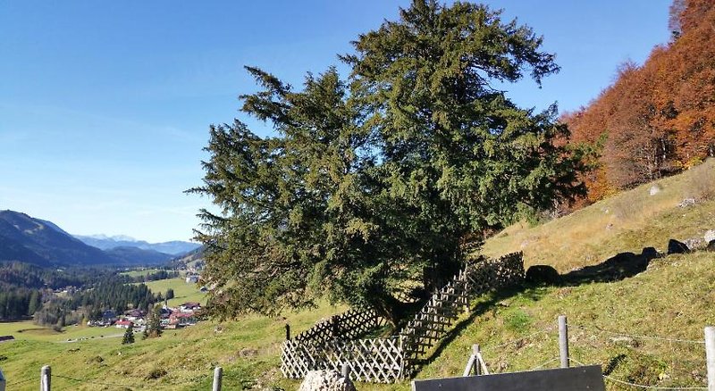 Gästehaus Bergfrieden 3