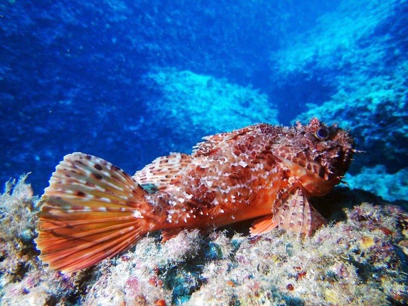Cala Marsal Club 36