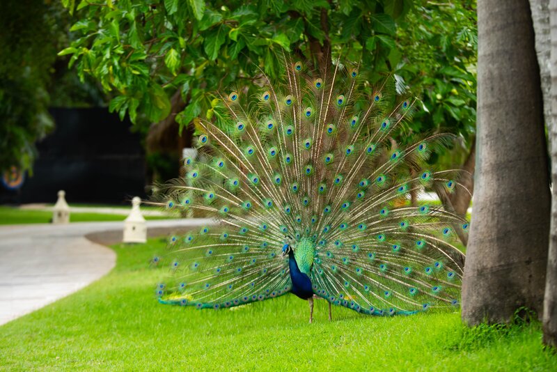 Caribe Club Princess Beach Resort & Spa 43