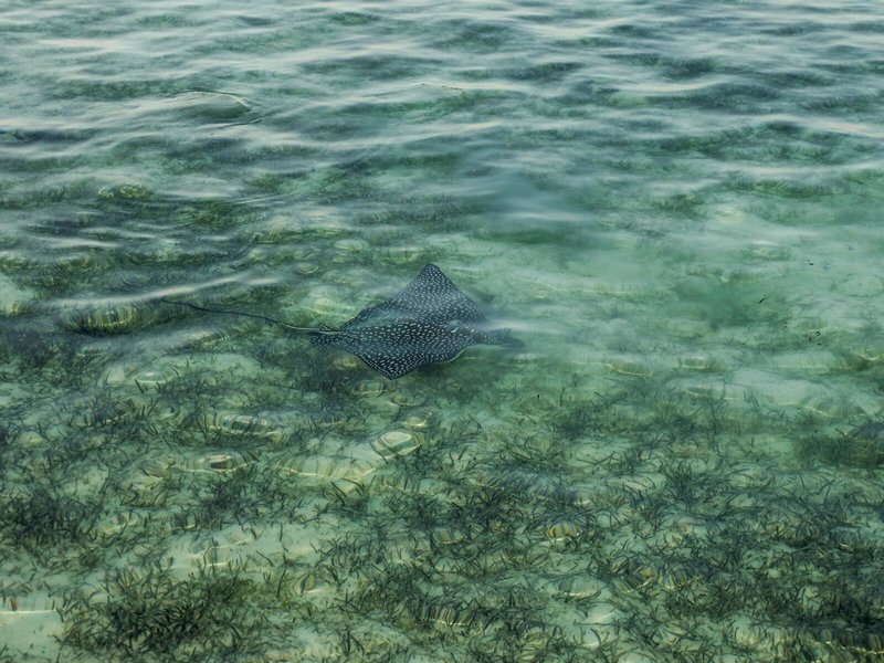 MG Alexander The Great Hotel 48