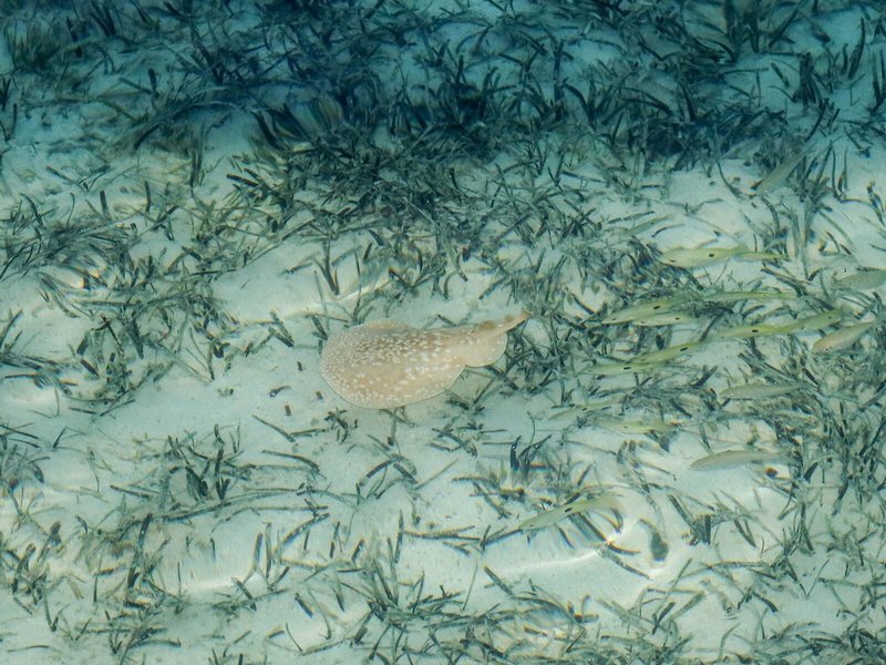 MG Alexander The Great Hotel 49