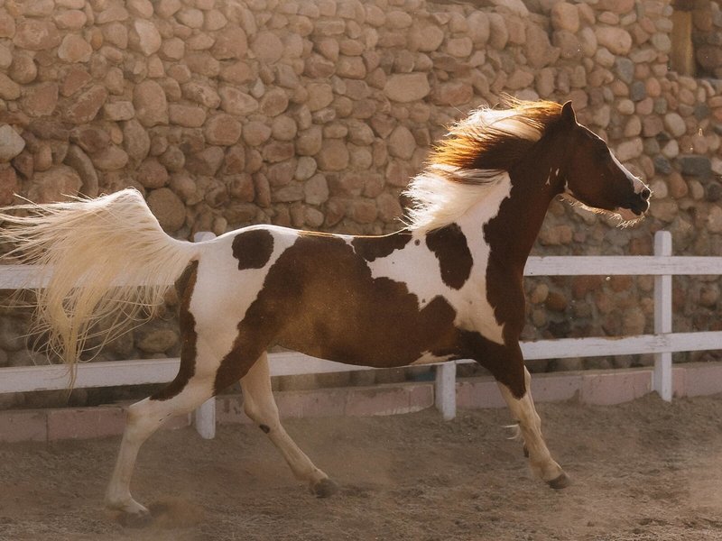 Concorde El Salam Hotel Sharm el Sheikh - Sport 5