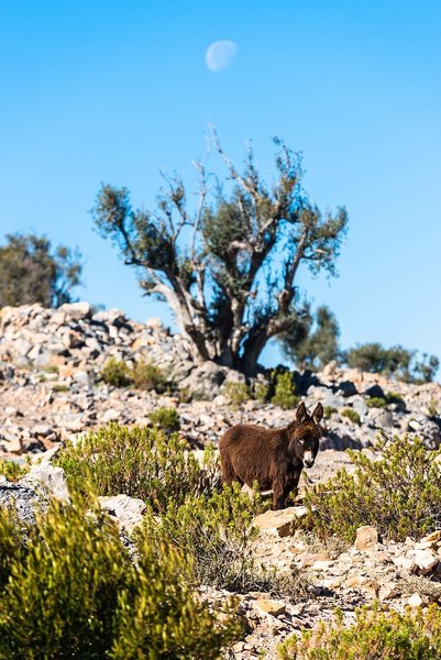 Alila Jabal Akhdar 7